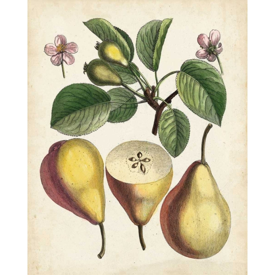 Antique Pear Study II Poster Print - Unknown-VARPDX154758Z Image 1