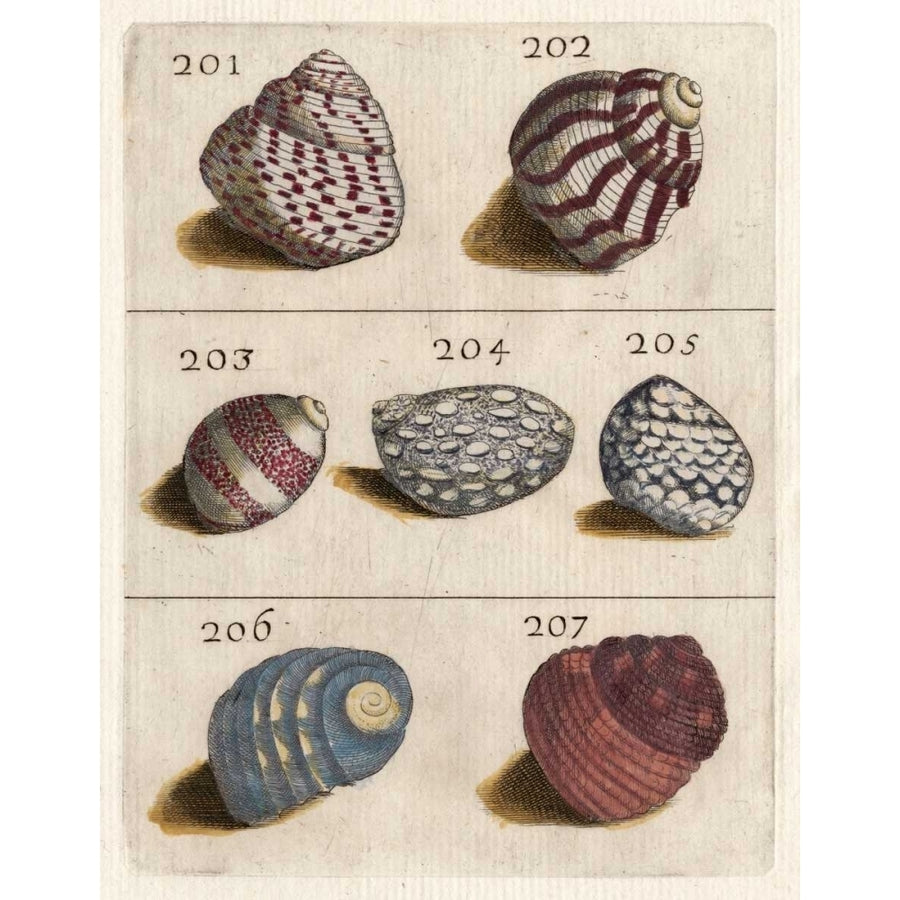 Shell Collection II Poster Print - Unknown-VARPDX154764Z Image 1