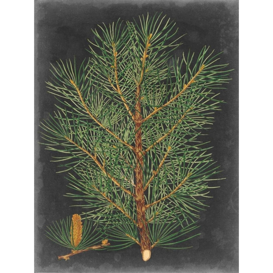 Dramatic Pine II Poster Print - Studio Vision-VARPDX154770Z Image 1