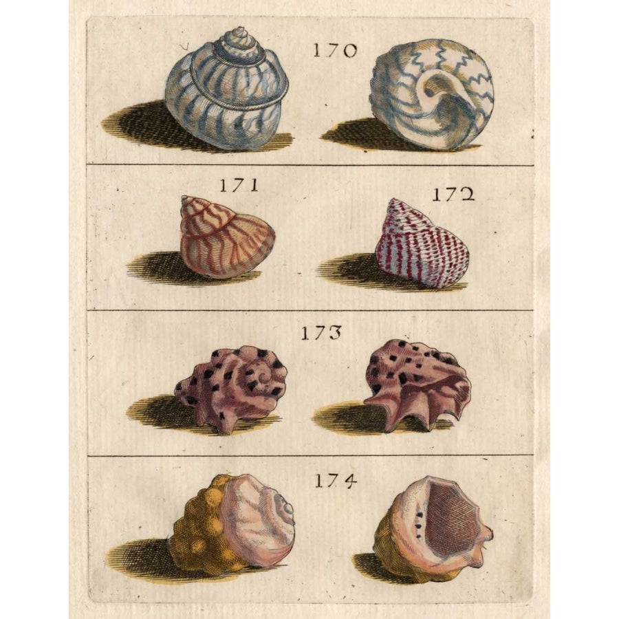 Shell Collection IV Poster Print - Unknown-VARPDX154766Z Image 1