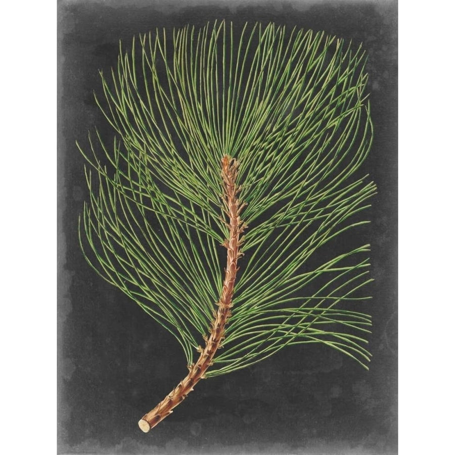 Dramatic Pine III Poster Print - Studio Vision-VARPDX154771Z Image 1