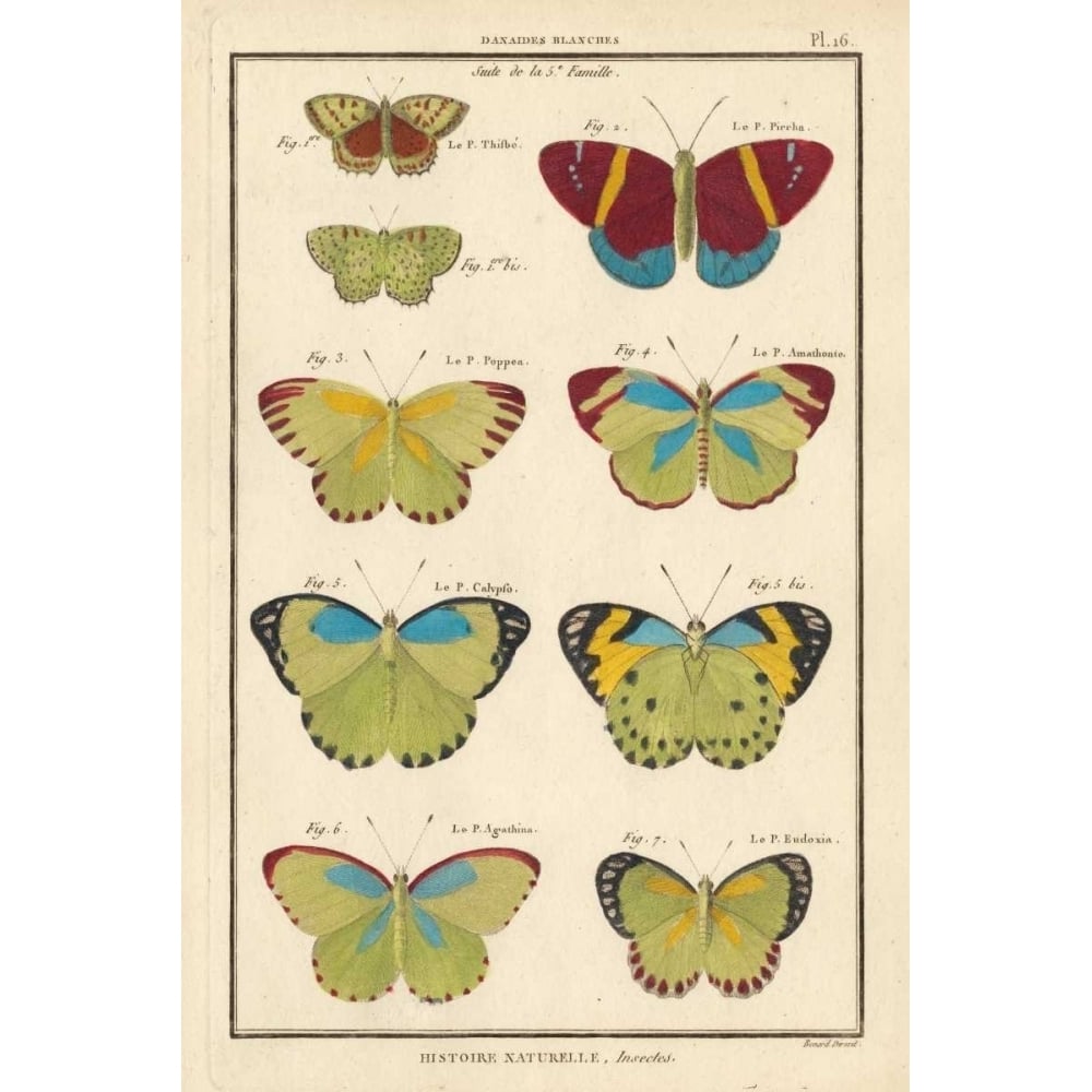 Histoire Naturelle Butterflies II Poster Print - Unknown-VARPDX154773Z Image 1