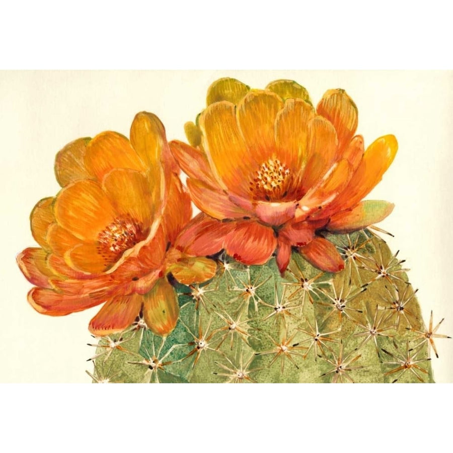 Cactus Blossoms II Poster Print - Tim OToole-VARPDX154842Z Image 1