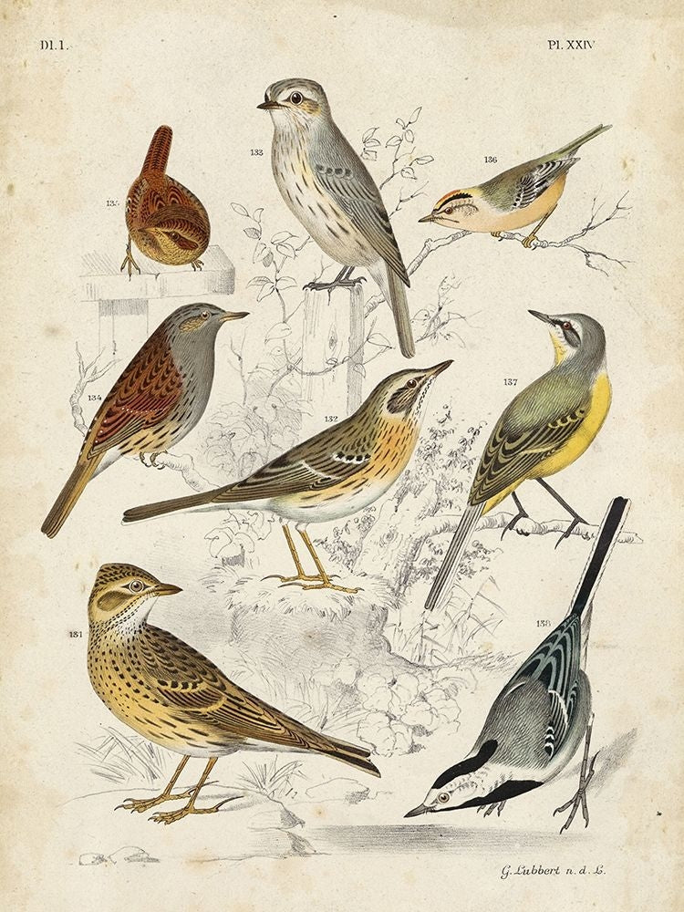 Custom Gathering of Birds I-VARPDX154943VM Image 1