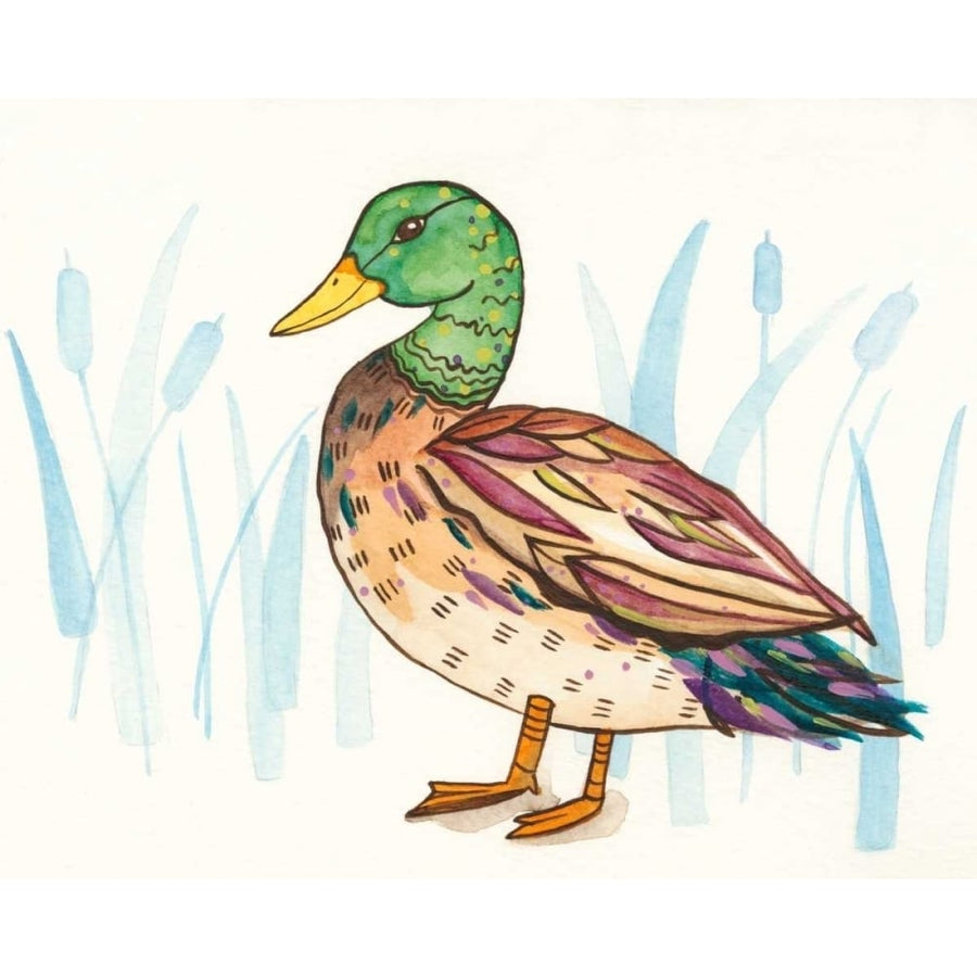 Wetland Mallard I Poster Print - Rebekah Ewer-VARPDX155142GG Image 1