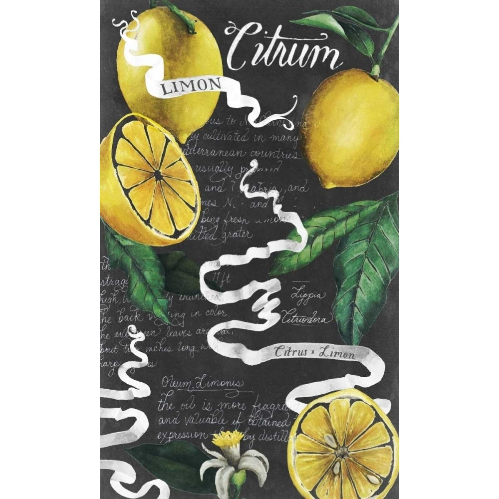 Chalkboard Citrus I Poster Print - Grace Popp-VARPDX155150GG Image 1