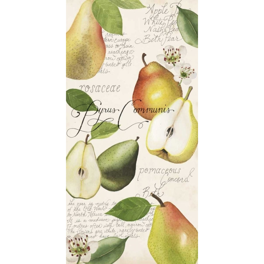 Pyrus Study I Poster Print - Grace Popp-VARPDX155160D Image 1