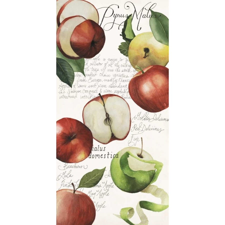 Pyrus Study II Poster Print - Grace Popp-VARPDX155161D Image 1