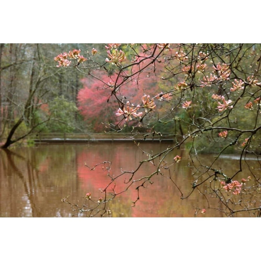 Azalea Branches in Spring Poster Print by Danita Delimont-VARPDX15522 Image 1