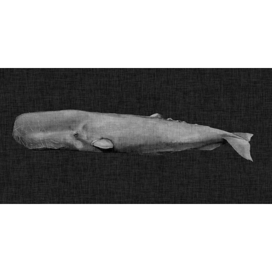 Inverted Whale I Poster Print - Grace Popp-VARPDX155319D Image 1