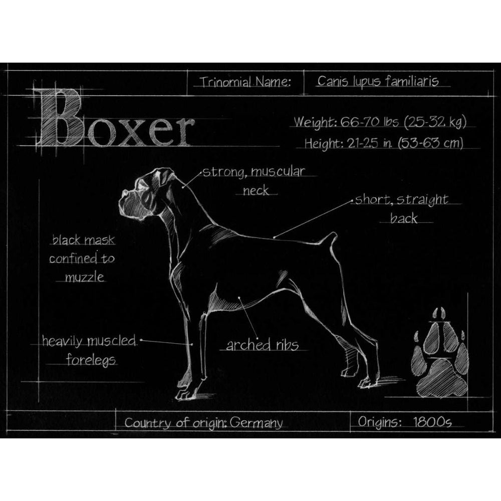 Blueprint Boxer Poster Print - Harper Ethan-VARPDX155419D Image 1