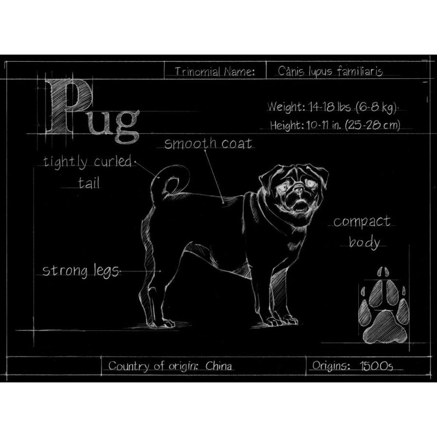 Blueprint Pug Poster Print - Harper Ethan-VARPDX155420D Image 1