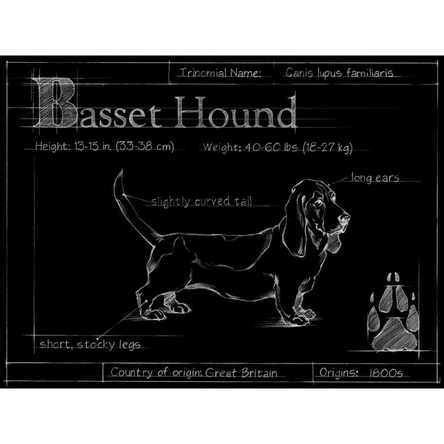 Blueprint Bassett Hound Poster Print - Harper Ethan-VARPDX155421D Image 1