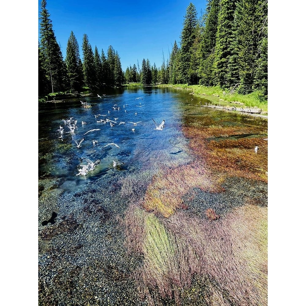 Peaceful Stream Poster Print - Anna Coppel-VARPDX15544H Image 1