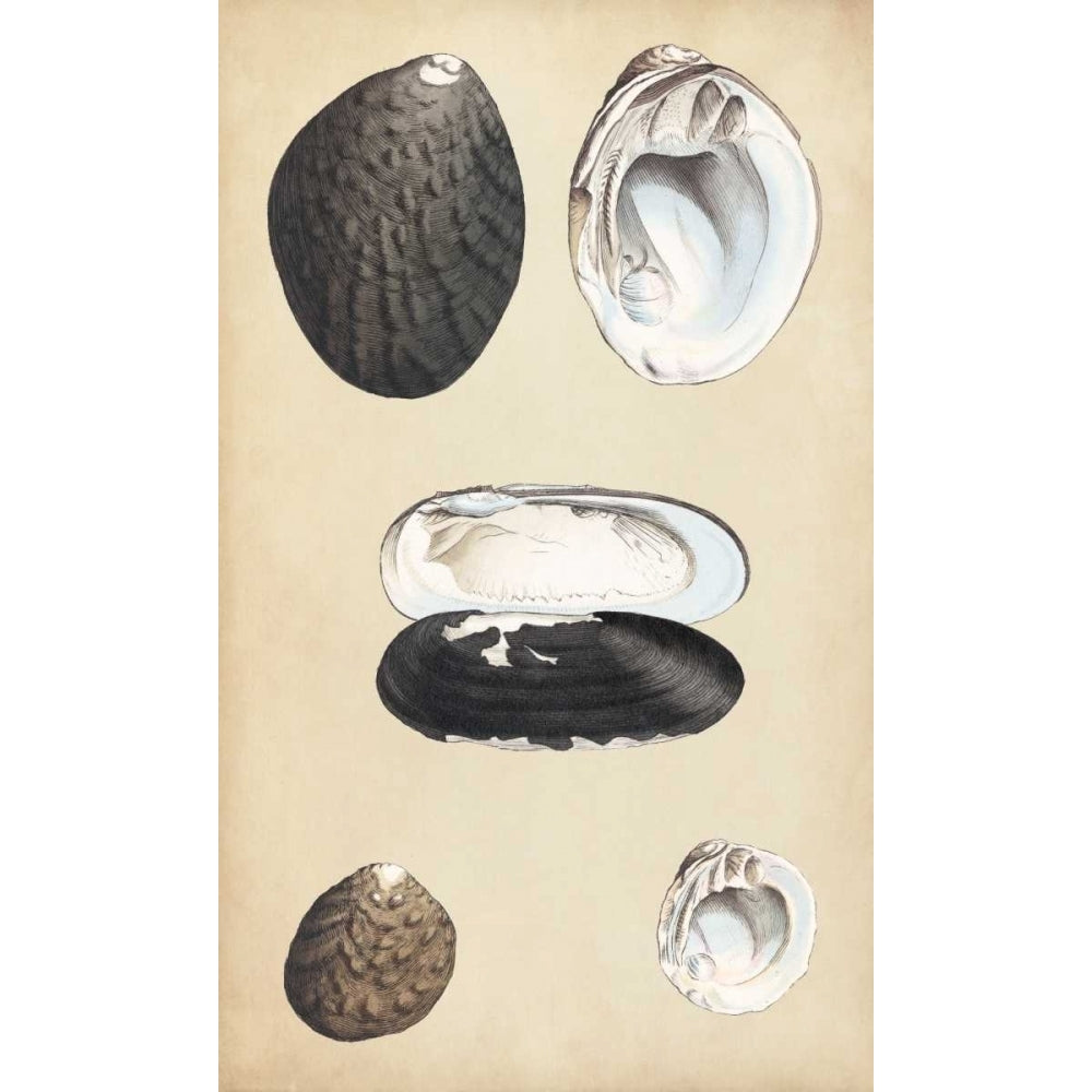 Marine Bivalves II Poster Print - Wood-VARPDX155650Z Image 1