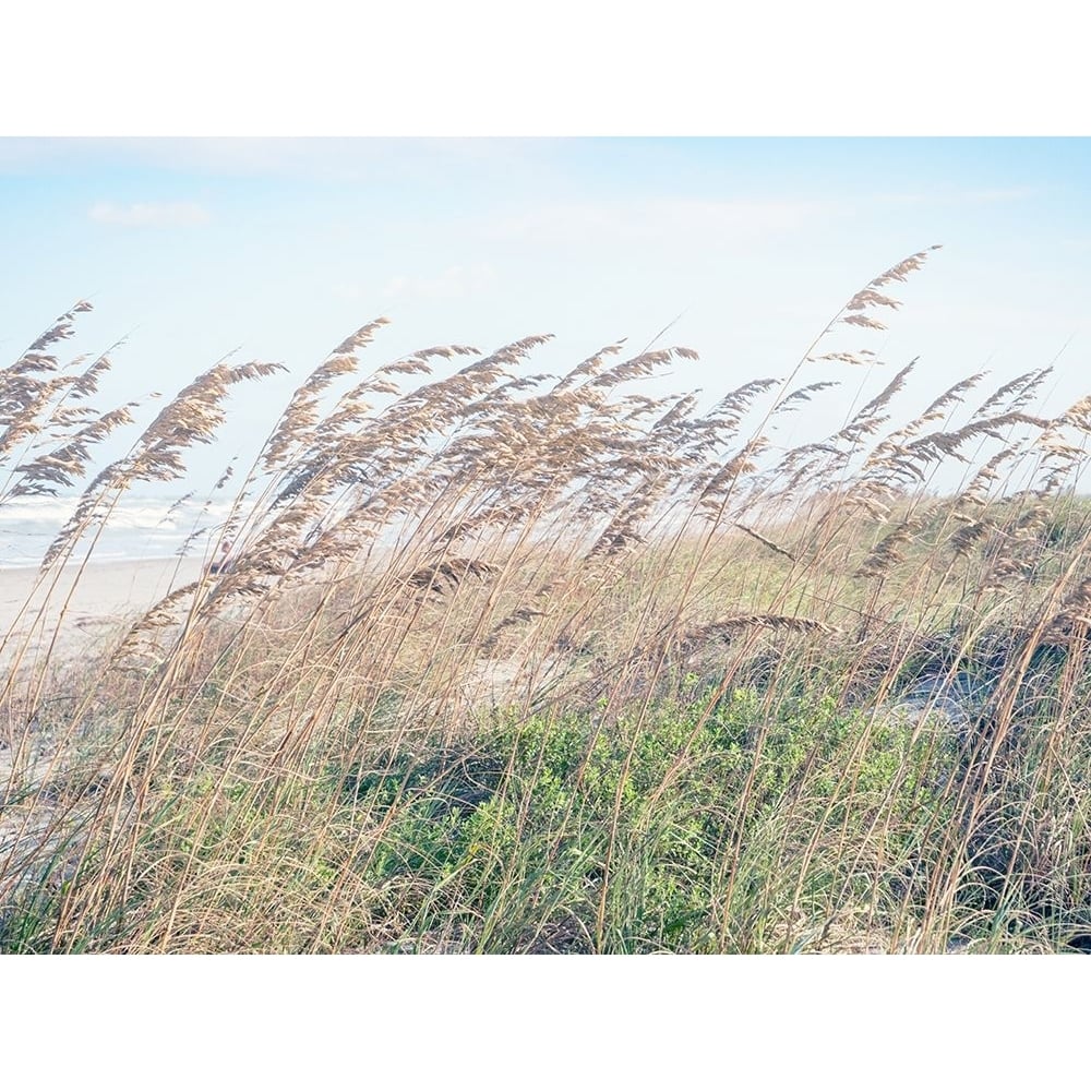 Eastern Beach Grass I Poster Print - Stede Bonnett-VARPDX15558 Image 1