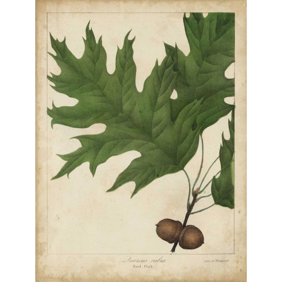 Oak Leaves and Acorns II Poster Print - John Torrey-VARPDX155652Z Image 1