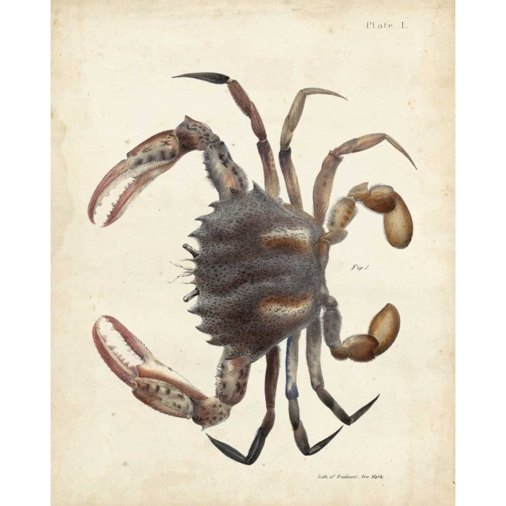 Vintage Crab I Poster Print - Dekay-VARPDX155659Z Image 1