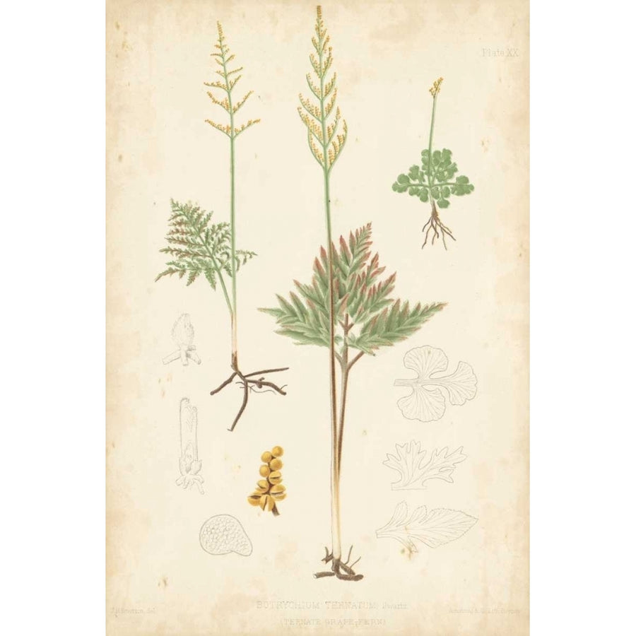 Fern Study II Poster Print - Studio Vision-VARPDX155656Z Image 1