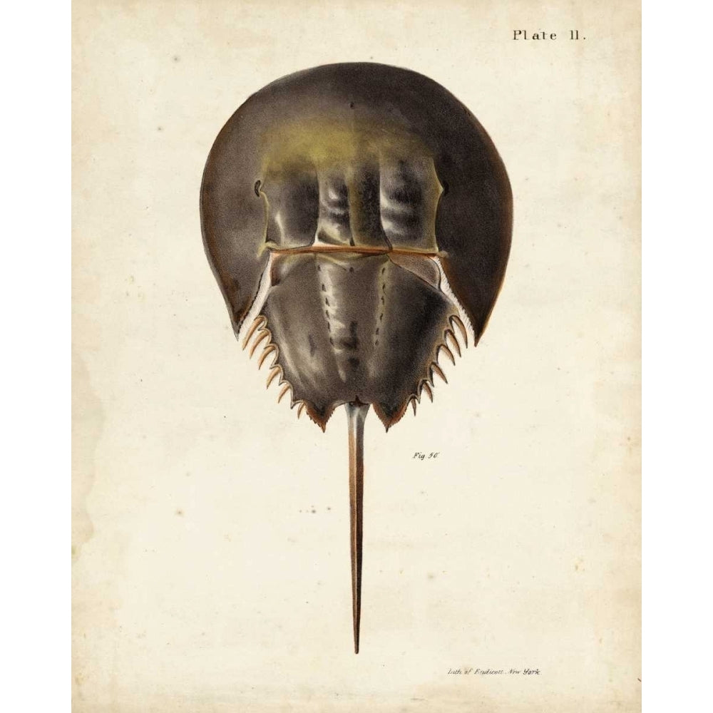 Vintage Horseshoe Crab Poster Print - DeKay-VARPDX155661Z Image 1