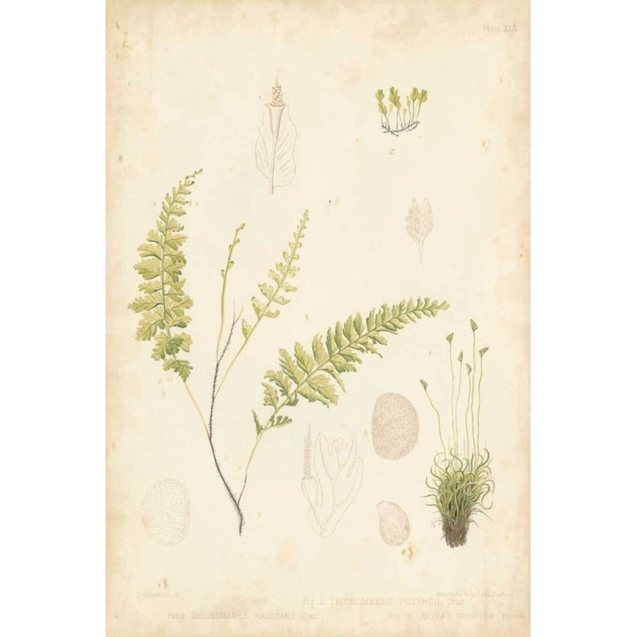 Fern Study IV Poster Print - Studio Vision-VARPDX155658Z Image 1