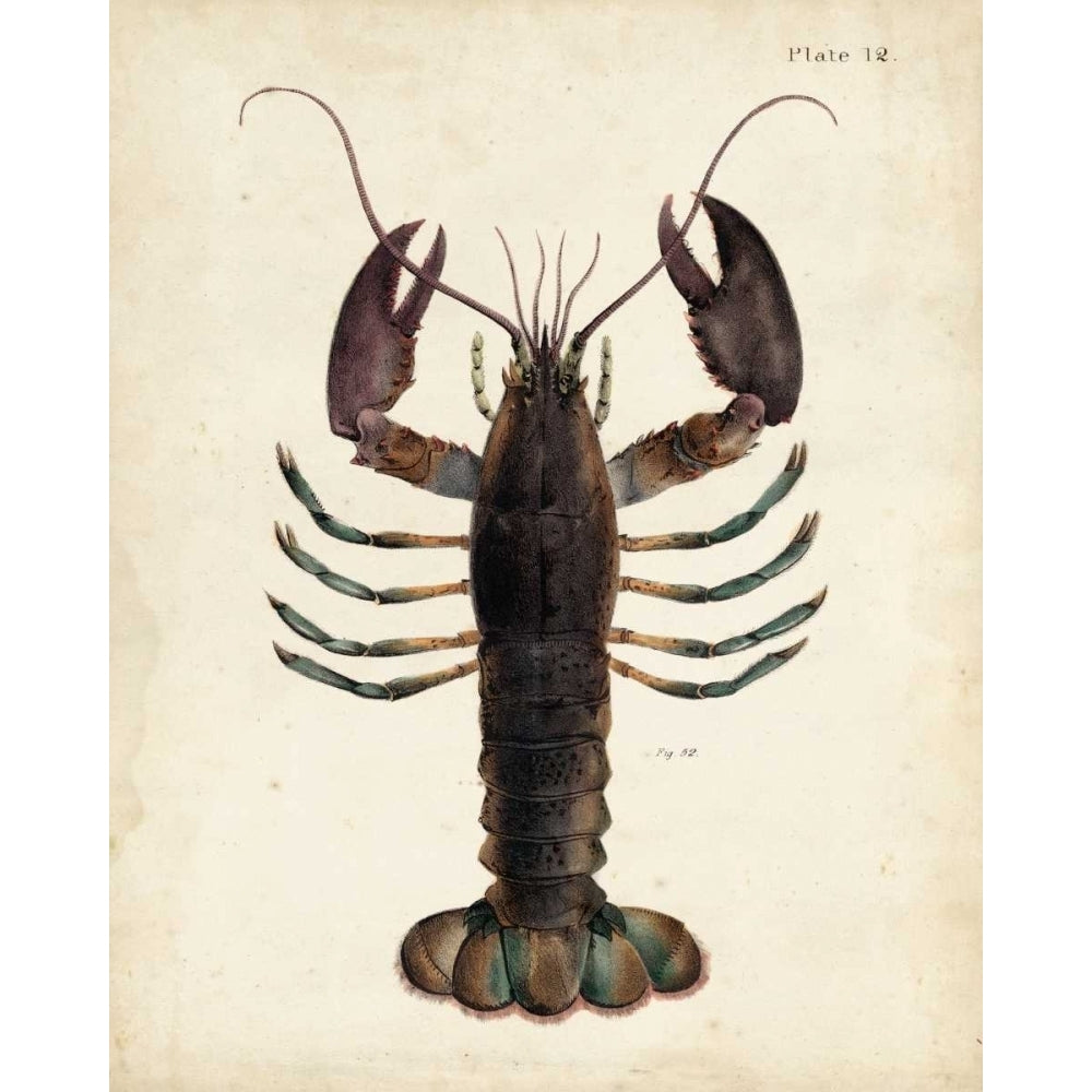 Vintage Lobster Poster Print - Dekay-VARPDX155662Z Image 1