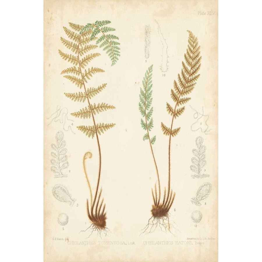 Fern Study I Poster Print - Studio Vision-VARPDX155655Z Image 1