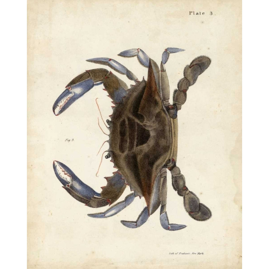 Vintage Crab II Poster Print - Dekay-VARPDX155660Z Image 1