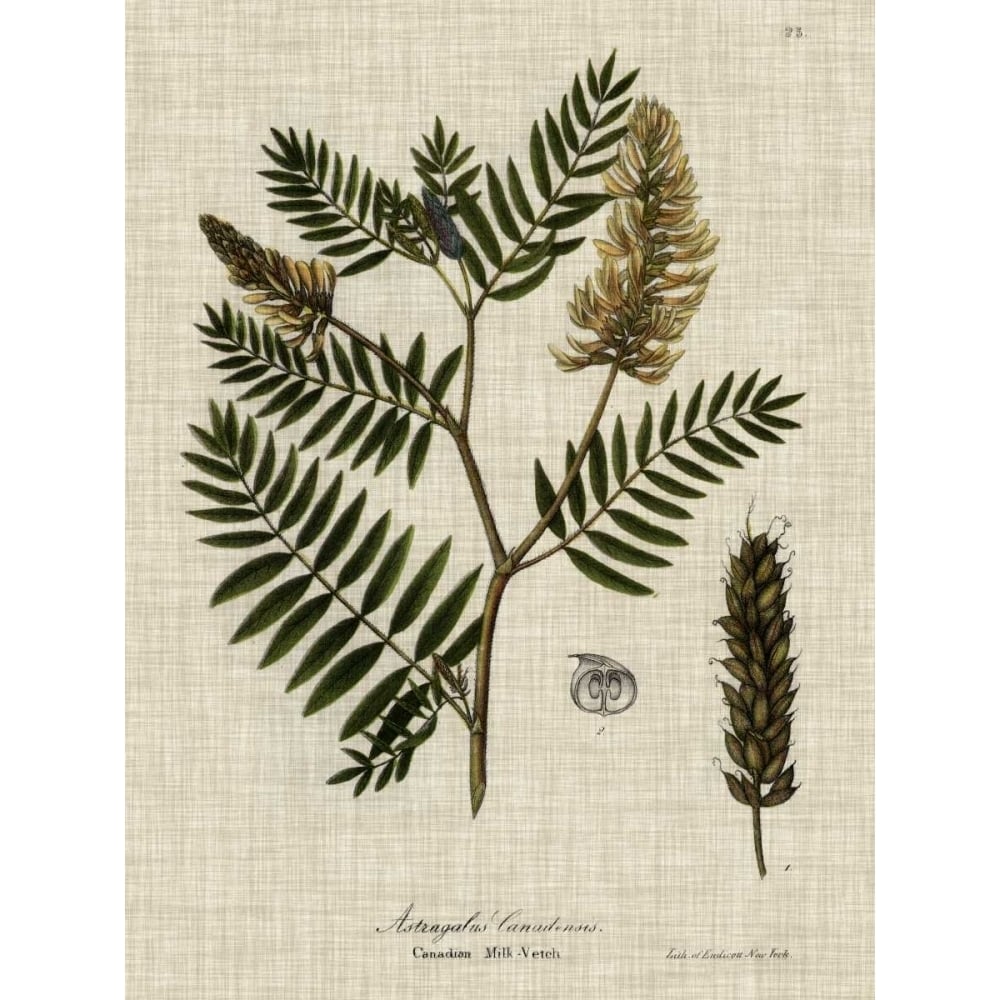 Linen and Leaves III Poster Print - Studio Vision-VARPDX155673Z Image 1