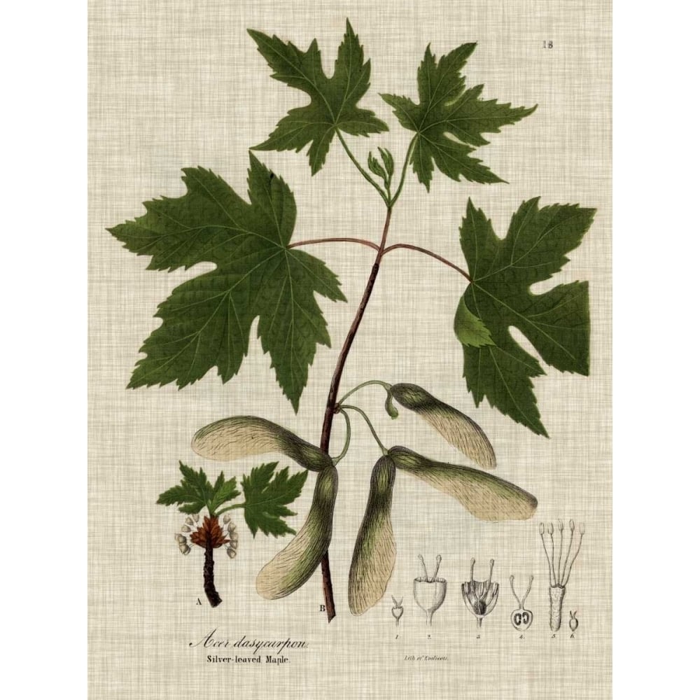 Linen and Leaves II Poster Print - Studio Vision-VARPDX155672Z Image 1