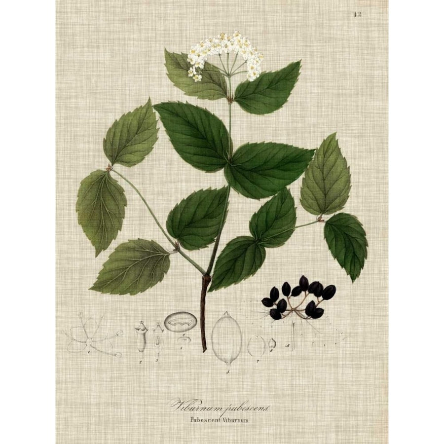 Linen and Leaves I Poster Print - Studio Vision-VARPDX155671Z Image 1