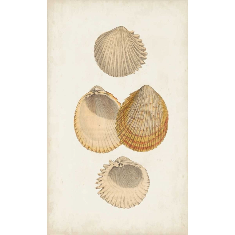 Antiquarian Shell Study II Poster Print - Studio Vision-VARPDX155848Z Image 1