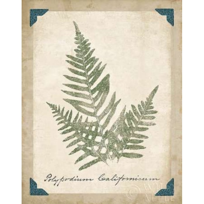 Vintage Ferns XI Poster Print by Wild Apple Portfolio-VARPDX15588 Image 1