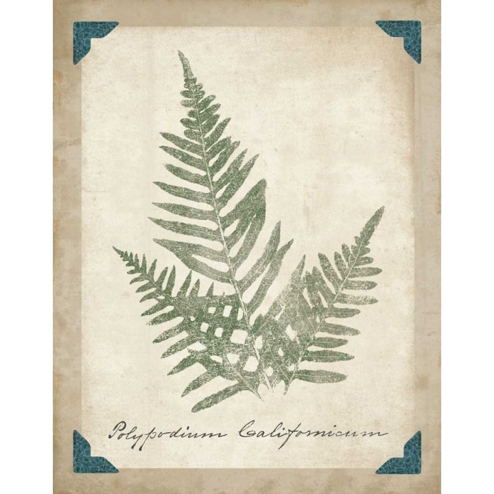 Vintage Ferns XI Poster Print by Wild Apple Portfolio-VARPDX15588 Image 2