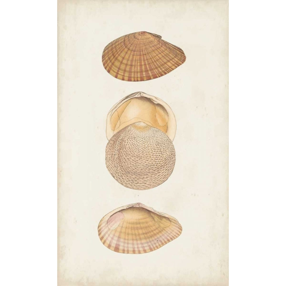 Antiquarian Shell Study I Poster Print - Studio Vision-VARPDX155847Z Image 1