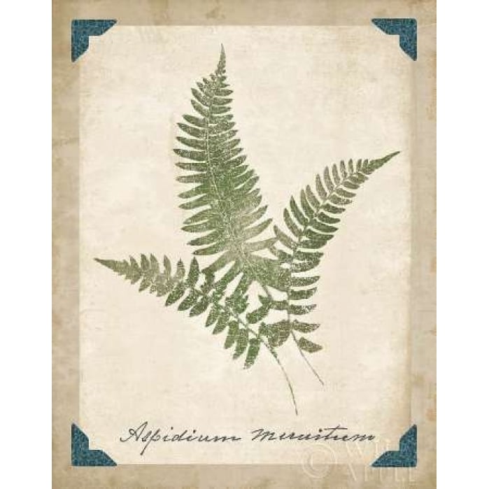 Vintage Ferns X Poster Print by Wild Apple Portfolio-VARPDX15587 Image 1