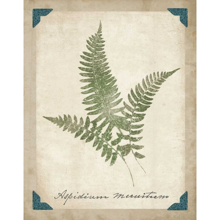 Vintage Ferns X Poster Print by Wild Apple Portfolio-VARPDX15587 Image 2