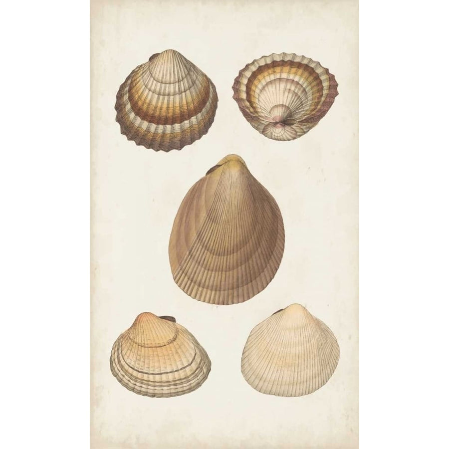 Antiquarian Shell Study III Poster Print - Studio Vision-VARPDX155849Z Image 1