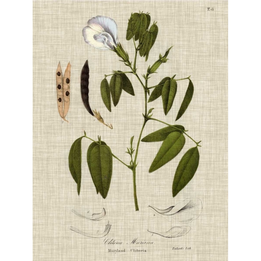 Linen and Leaves IV Poster Print - Studio Vision-VARPDX155674Z Image 1