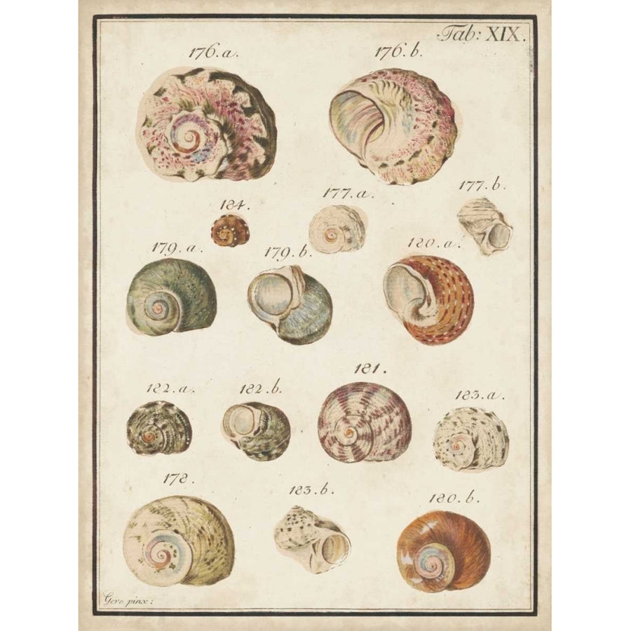 Seashell Synopsis III Poster Print - Studio Vision-VARPDX155998Z Image 1