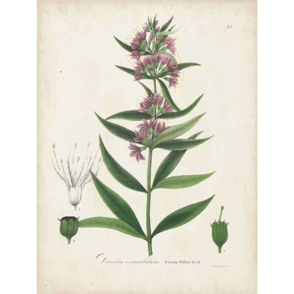 Flowering Flora IV Poster Print - John Torrey-VARPDX156002Z Image 1