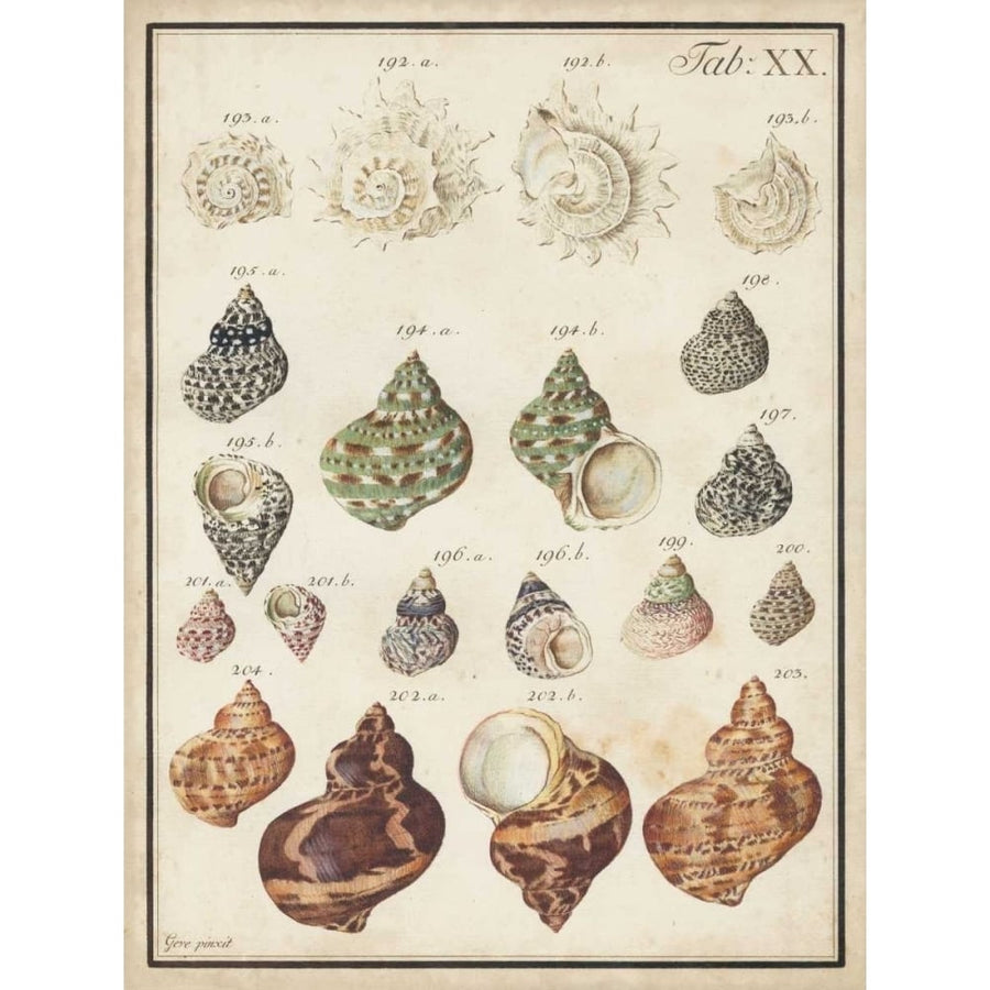 Seashell Synopsis I Poster Print - Studio Vision-VARPDX155996Z Image 1