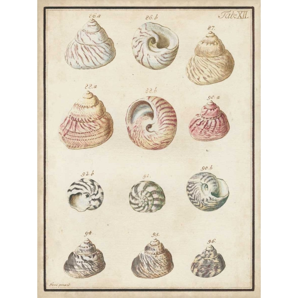 Seashell Synopsis II Poster Print - Studio Vision-VARPDX155997Z Image 1