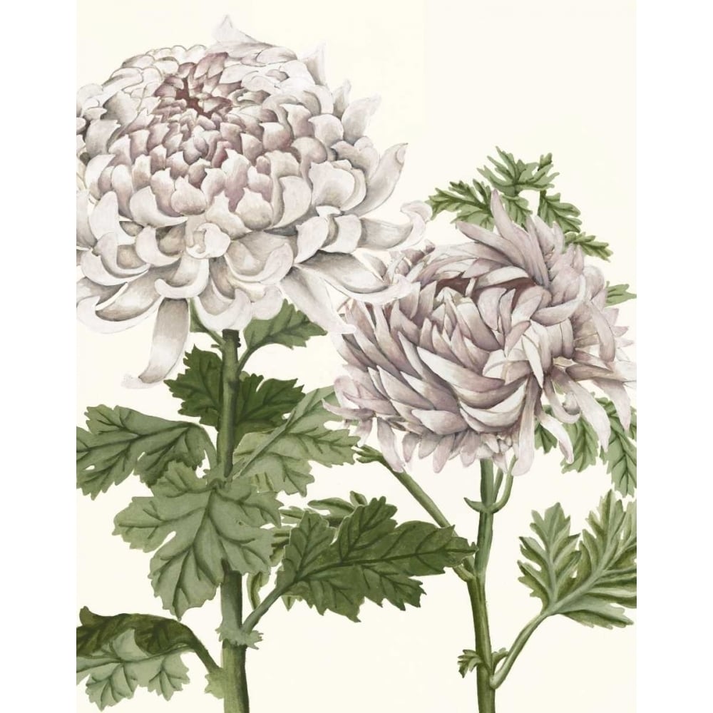 Early Spring Chrysanthemums III Poster Print - Naomi McCavitt-VARPDX156021Z Image 1