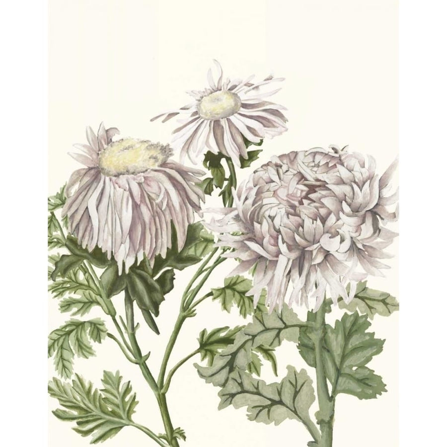 Early Spring Chrysanthemums I Poster Print - Naomi McCavitt-VARPDX156019Z Image 1