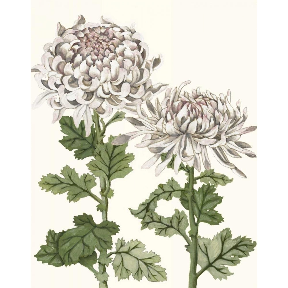 Early Spring Chrysanthemums II Poster Print - Naomi McCavitt-VARPDX156020Z Image 1