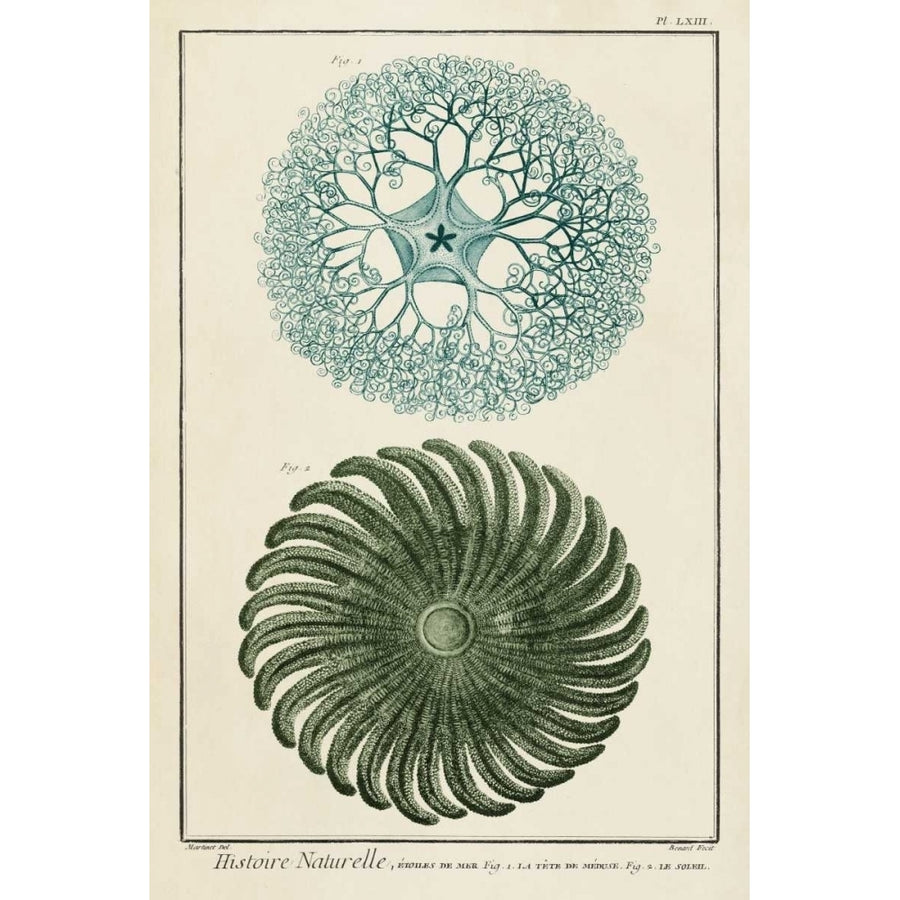 Ocean Oddity I Poster Print - Studio Vision-VARPDX156022Z Image 1