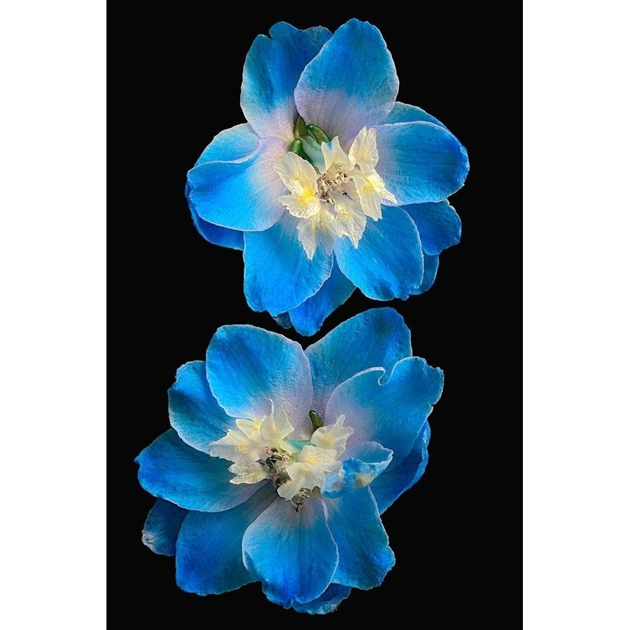 Candle Delphinium Poster Print by Richard Reynolds-VARPDX1562 Image 1