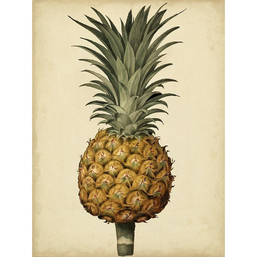 Brookshaw Antique Pineapple II Poster Print - George Brookshaw-VARPDX156282Z Image 1