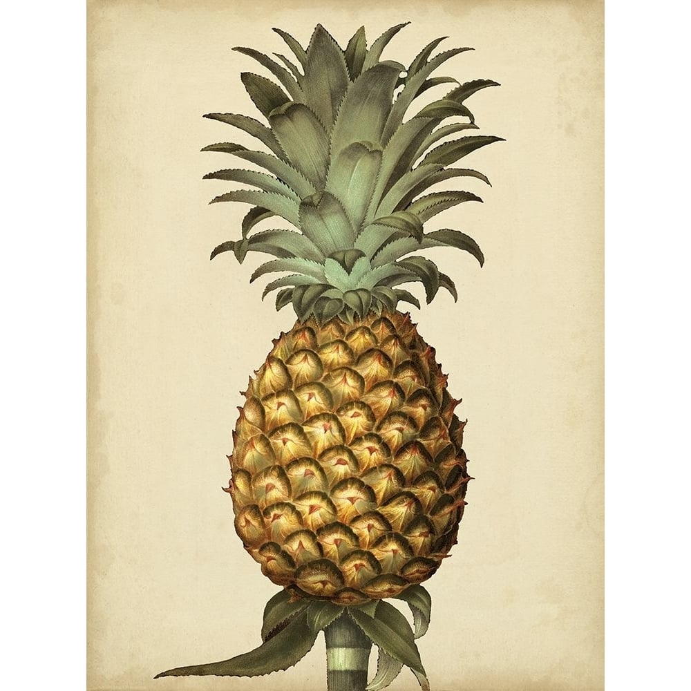 Brookshaw Antique Pineapple I Poster Print - George Brookshaw-VARPDX156281Z Image 1